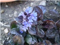 ajuga